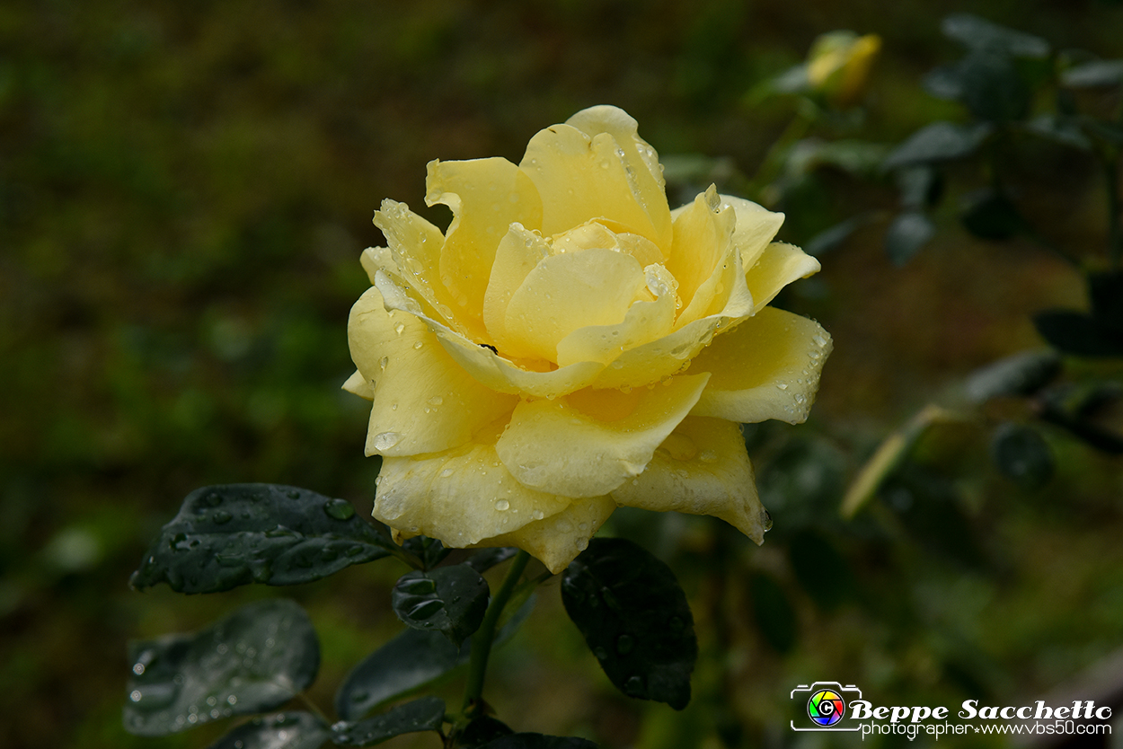VBS_3588 - Floreal 2023 - Vivere con le piante.jpg